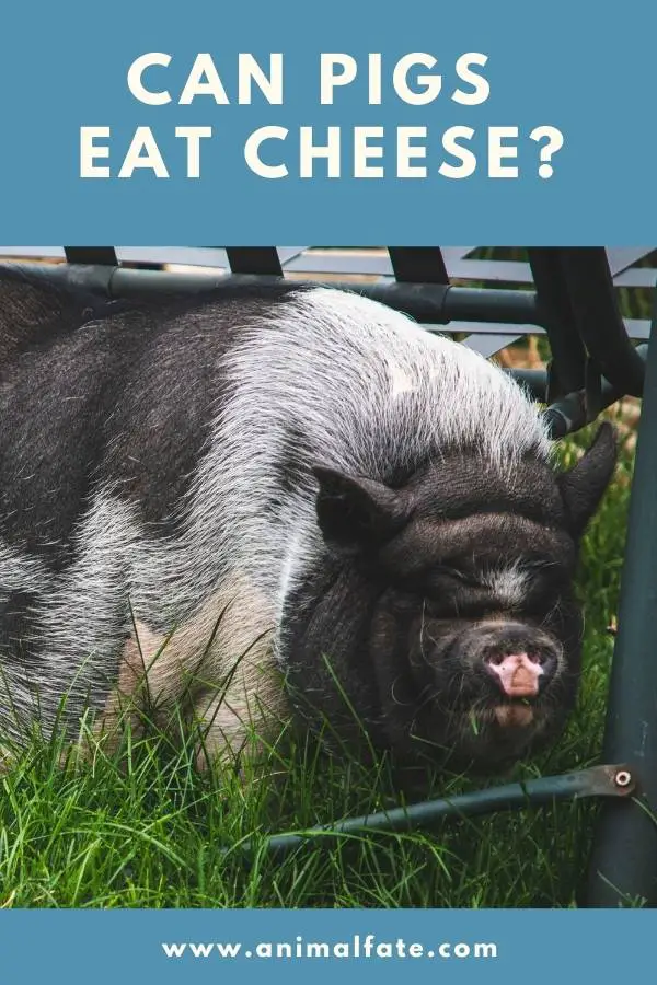 can pigs eat cheese