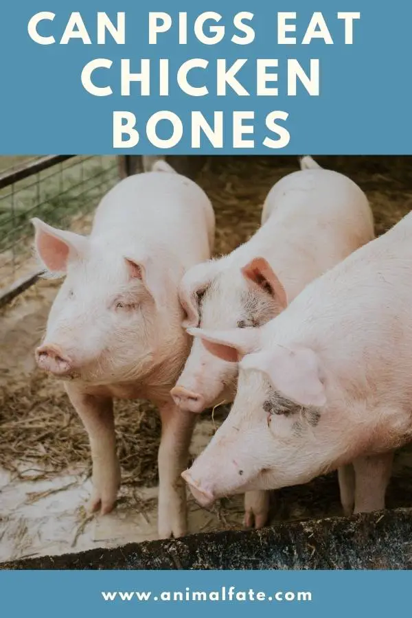 can pigs eat chicken bones