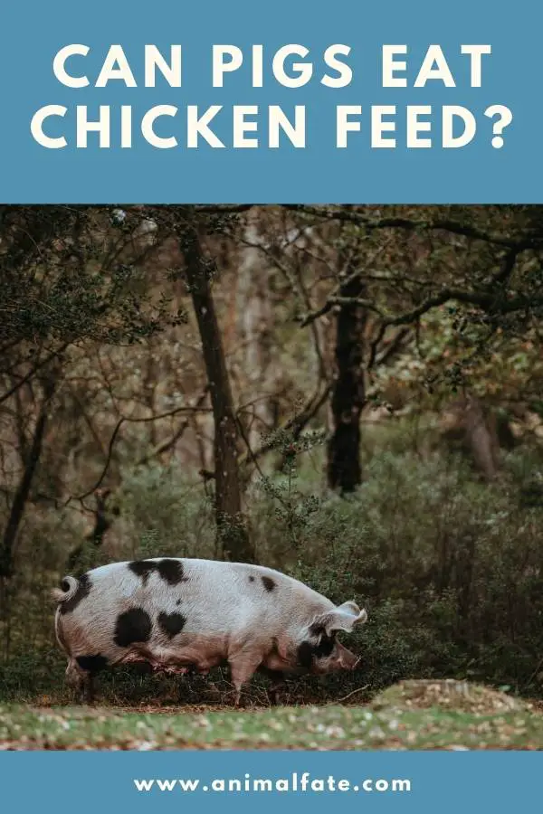 can pigs eat chicken feed