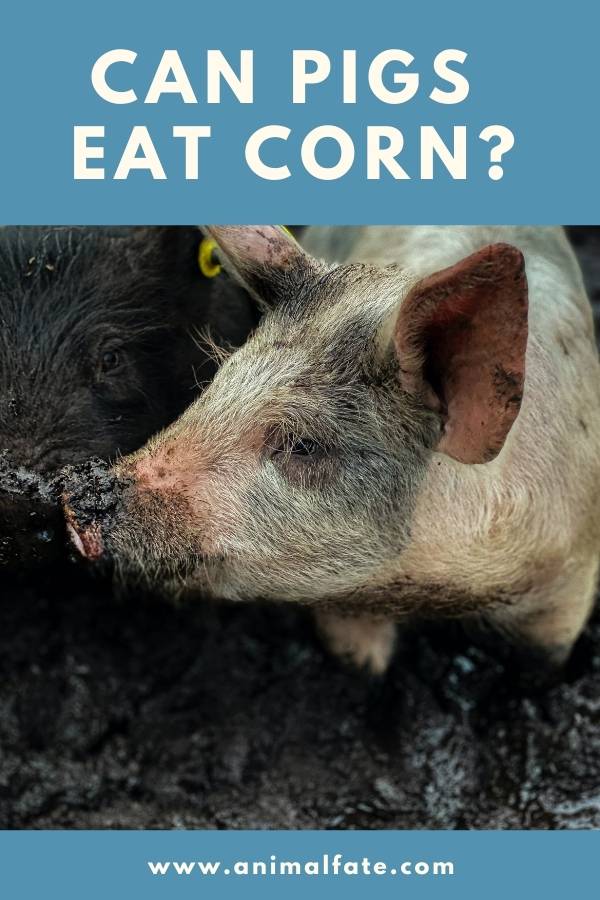 can pigs eat corn