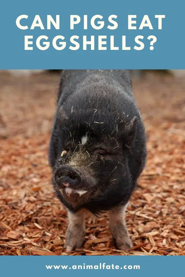 can pigs eat eggshells