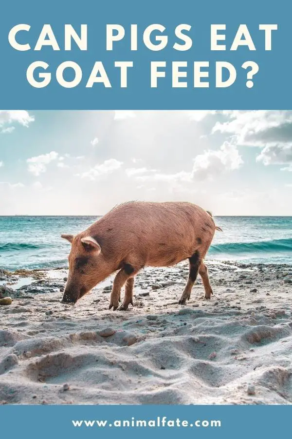 can pigs eat goat feed