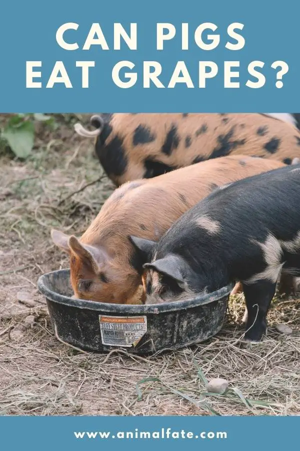 can pigs eat grapes