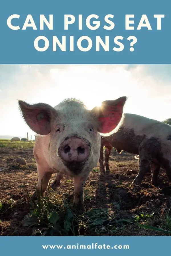 can pigs eat onions