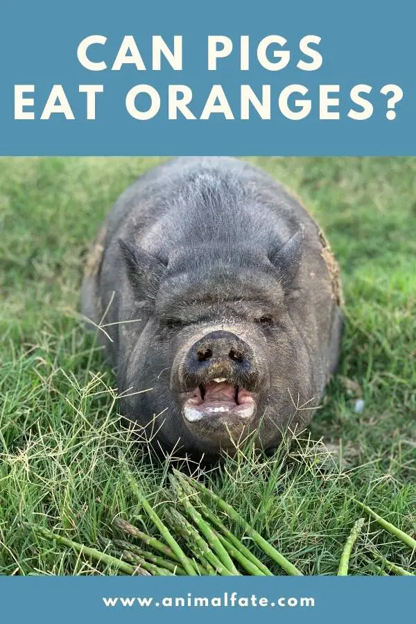 can pigs eat oranges