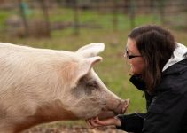 Can Pigs Eat Pork? (Is It Even Ethical?)