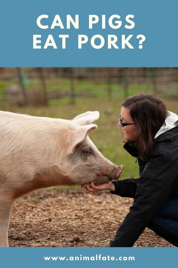 can pigs eat pork