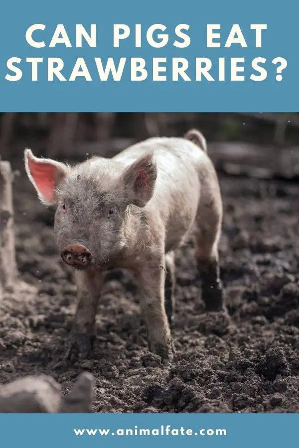 can pigs eat strawberries