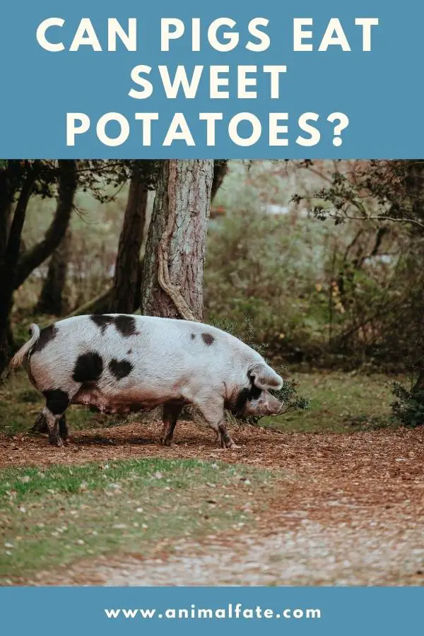 can pigs eat sweet potatoes