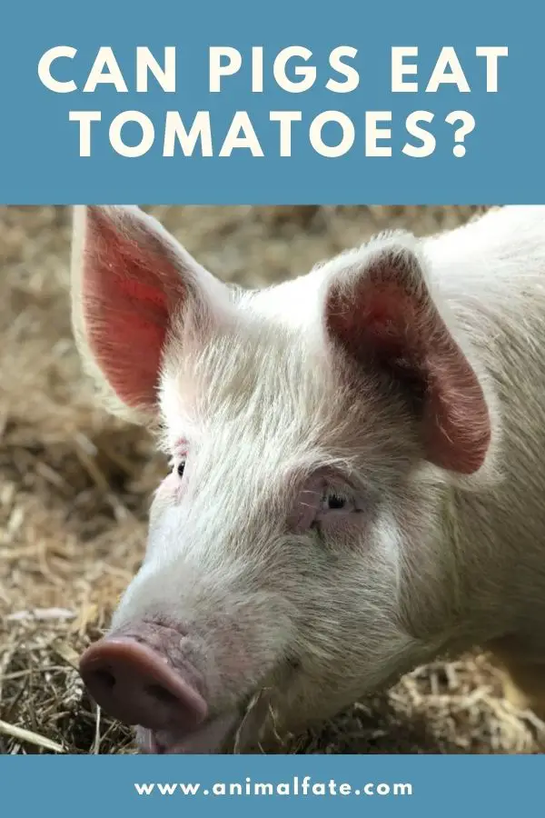 can pigs eat tomatoes