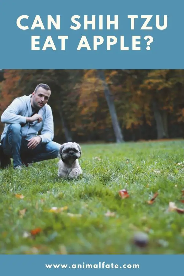 can shih tzu eat apple