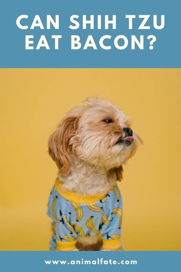 can shih tzu eat bacon