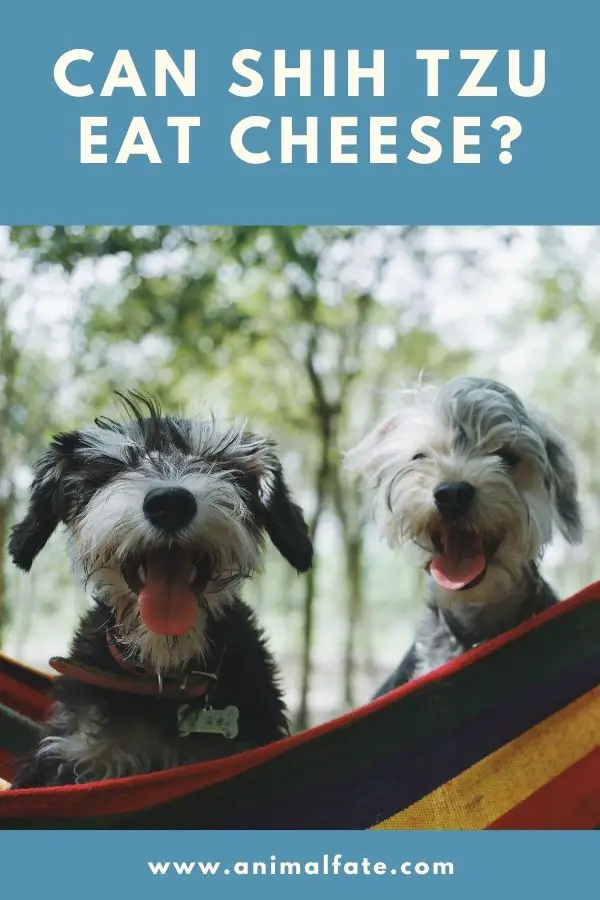 can shih tzu eat cheese