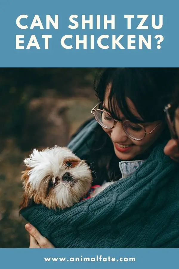 can shih tzu eat chicken