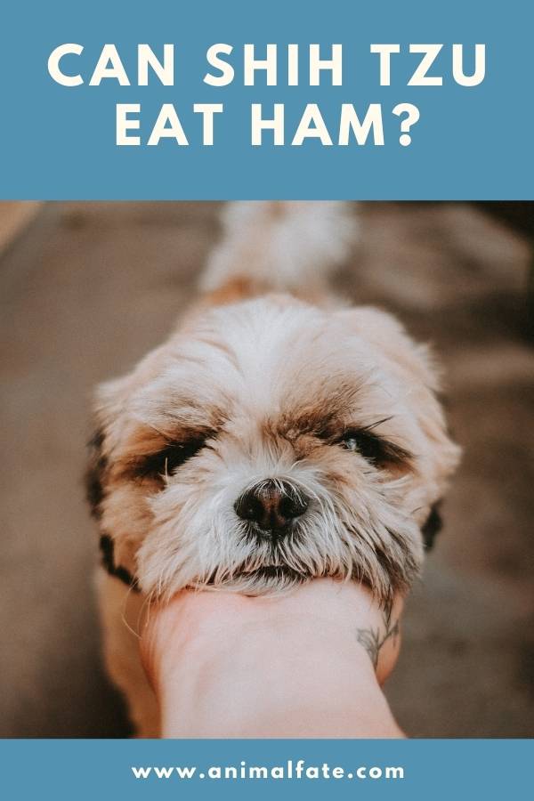 can shih tzu eat ham