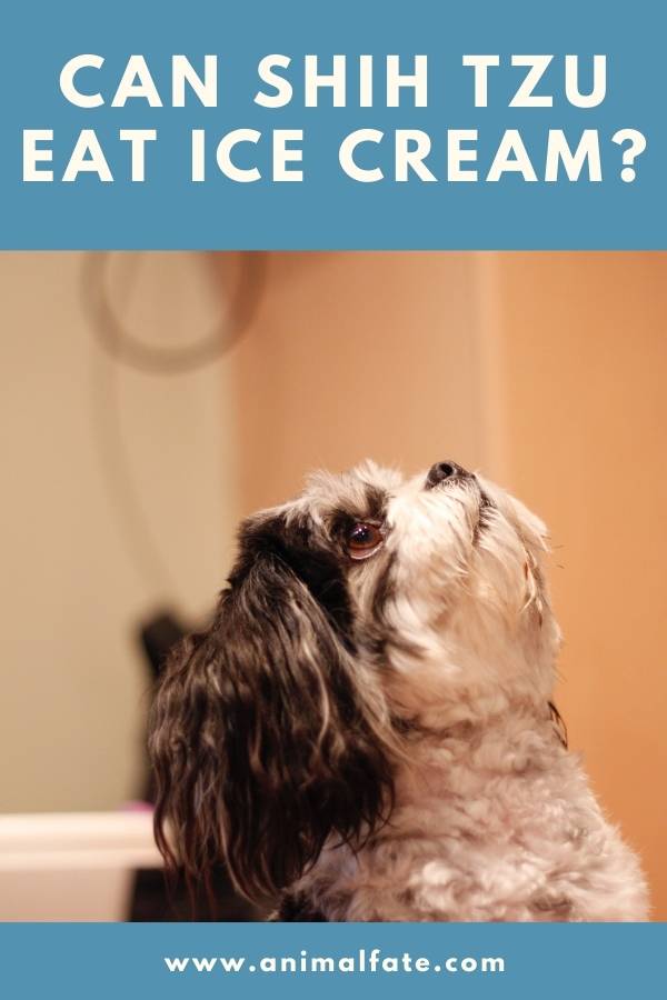 can shih tzu eat ice cream