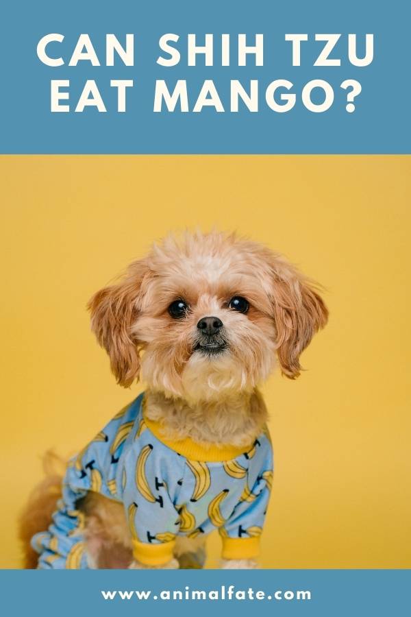 can shih tzu eat mango