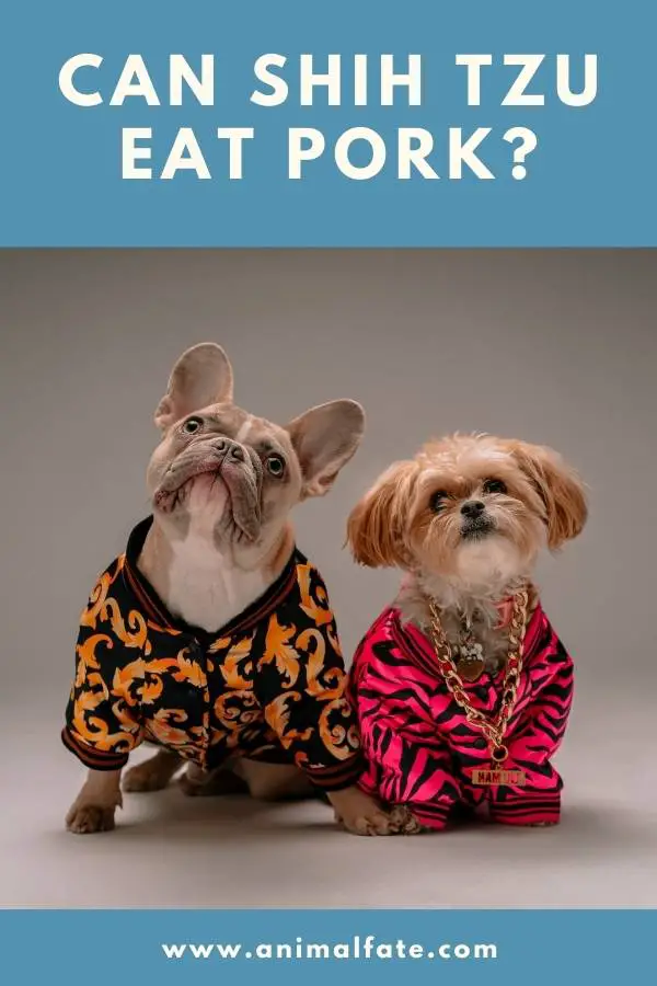 can shih tzu eat pork