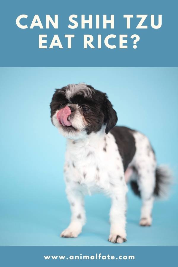 can shih tzu eat rice