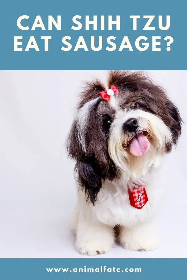 can shih tzu eat sausage