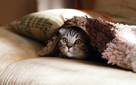 cat chilling under the blanket