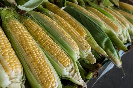 corn with husks and silk