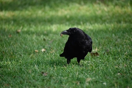 crow on the grass