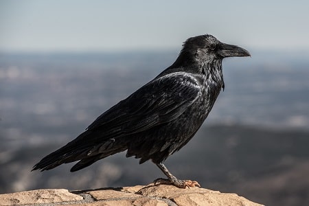 crow on the stone