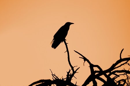 crow on the tree