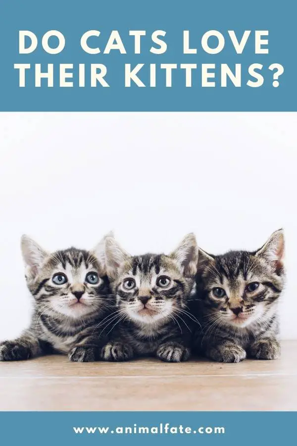 do cats love their kittens