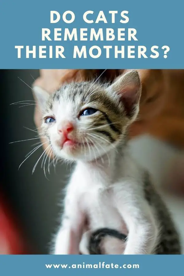 do cats remember their mothers