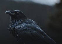 Do Crows Attack People? (And Can They Harm You?)