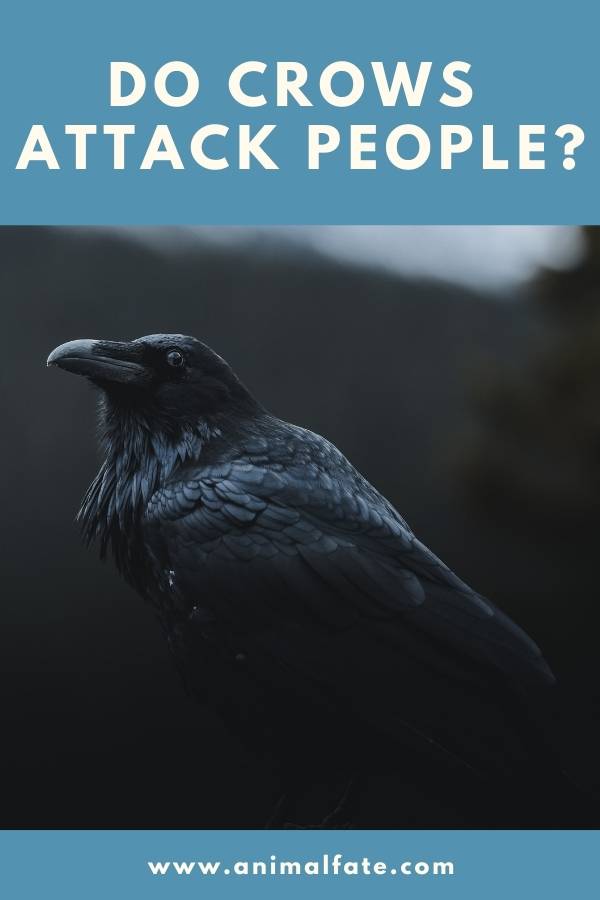 do crows attack people