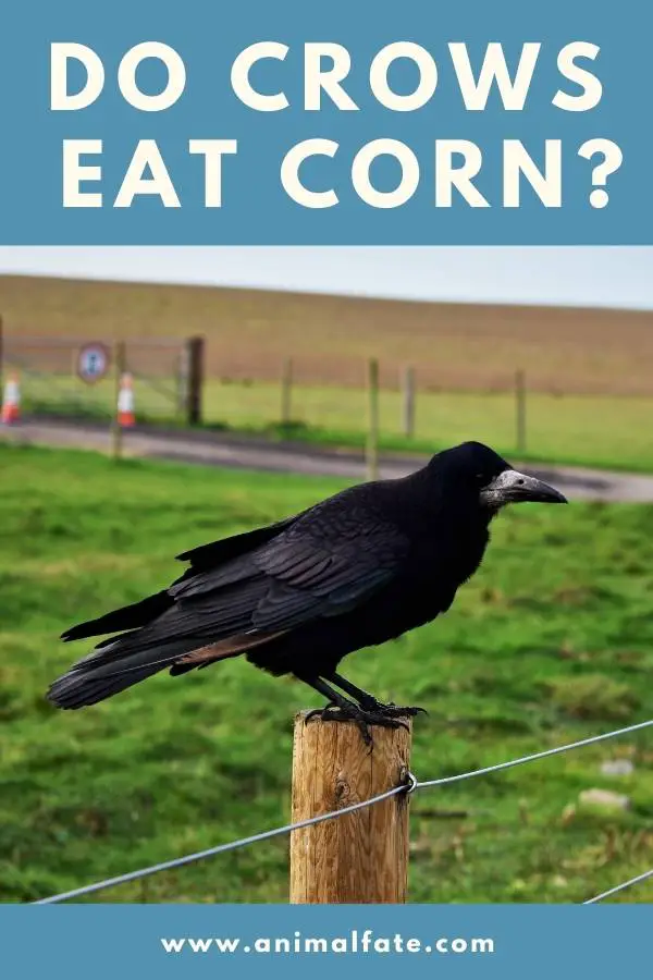 do crows eat corn