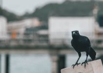 Do Crows Eat Fish? (Yep, They Do)