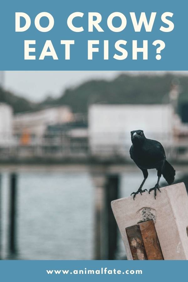 do crows eat fish