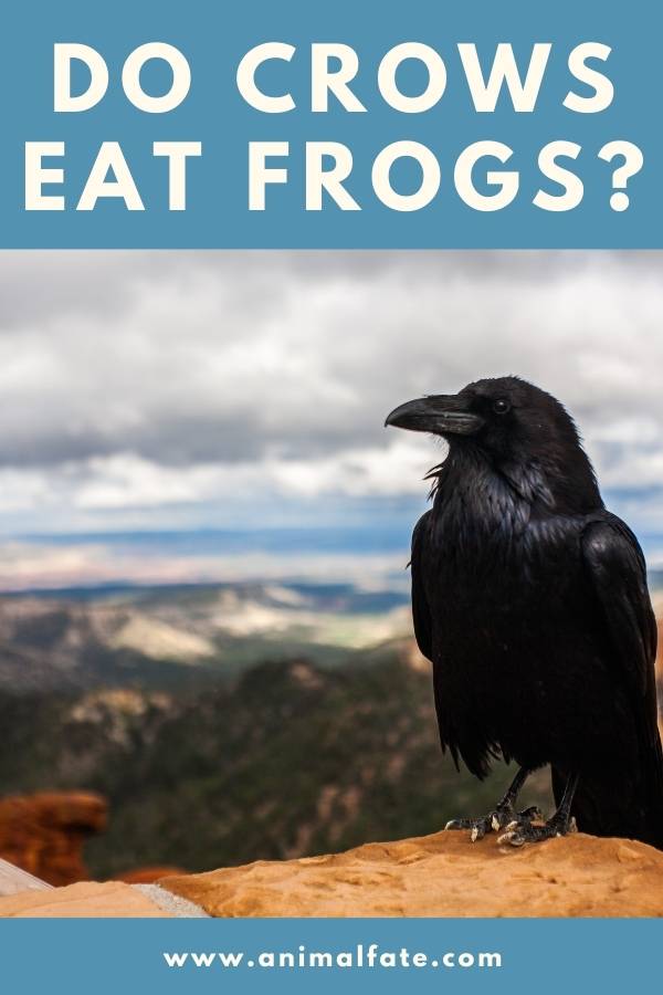 do crows eat frogs