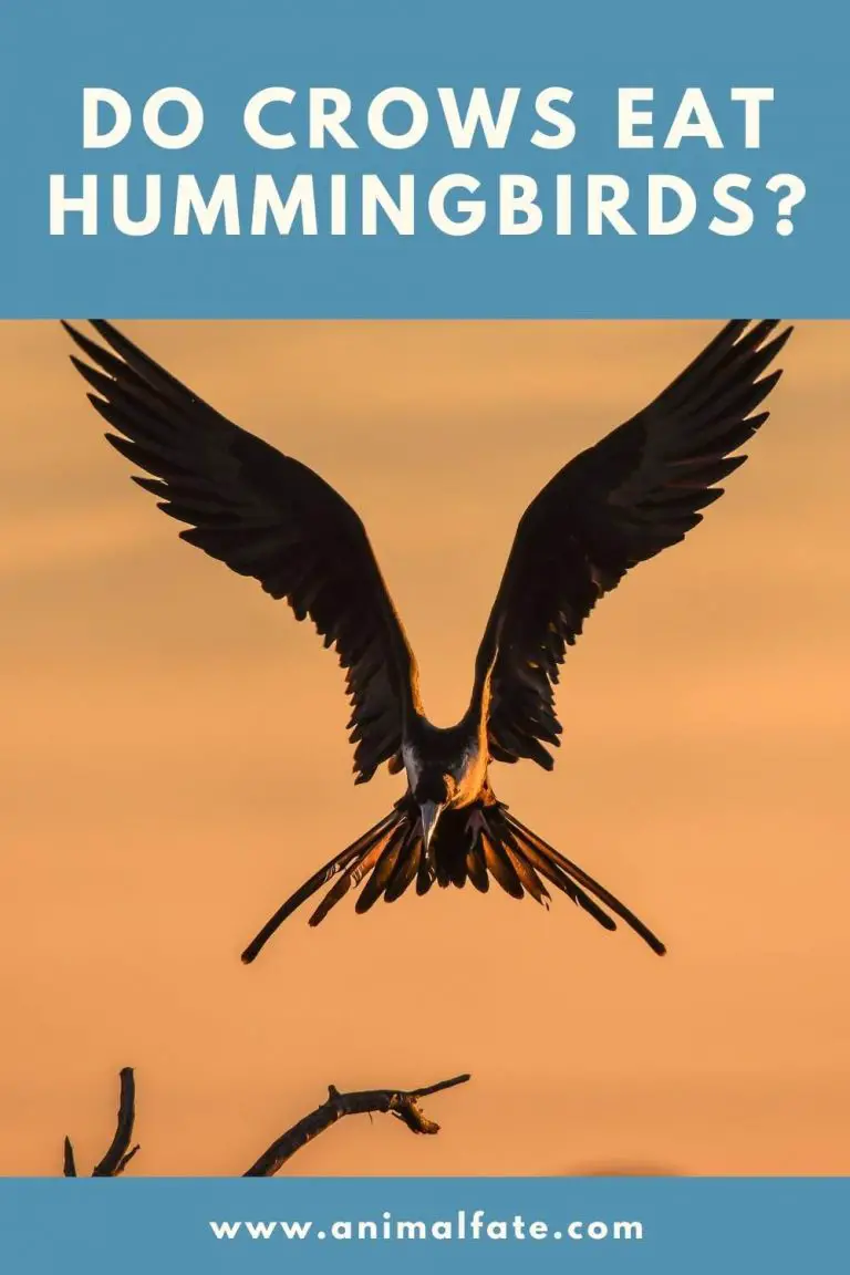 do crows eat hummingbirds