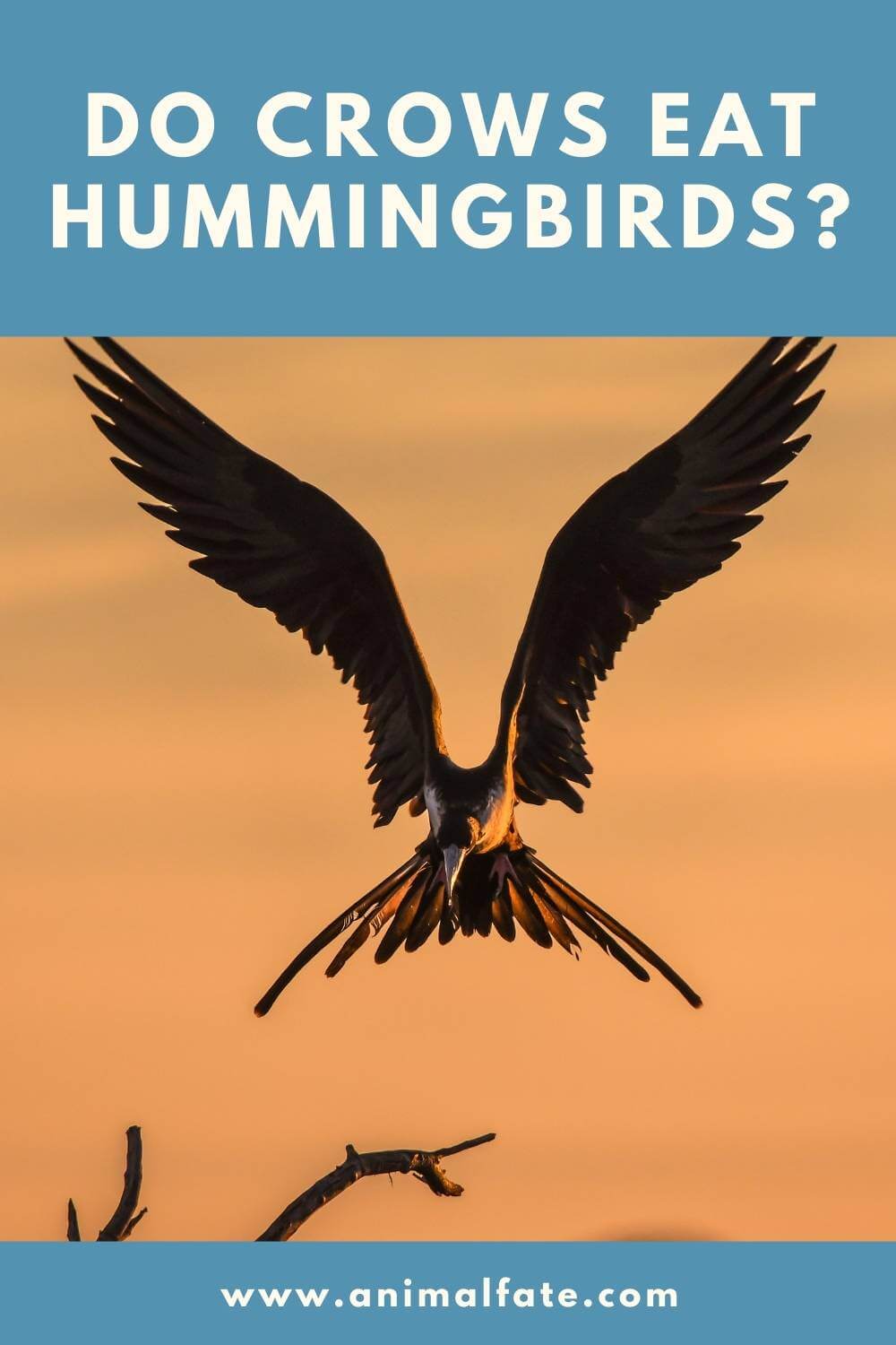 do crows eat hummingbirds