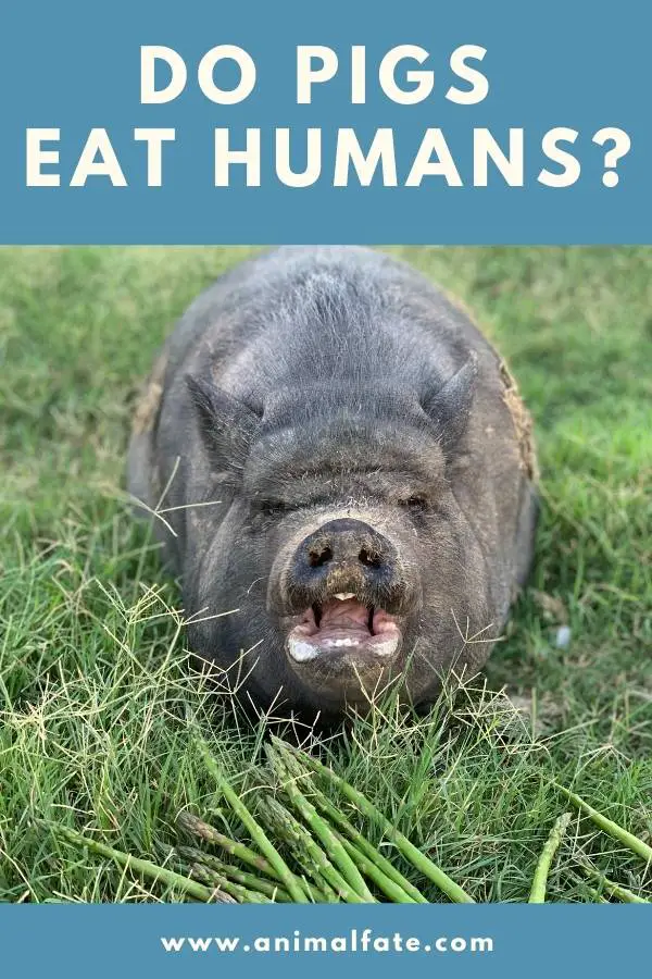 do pigs eat humans