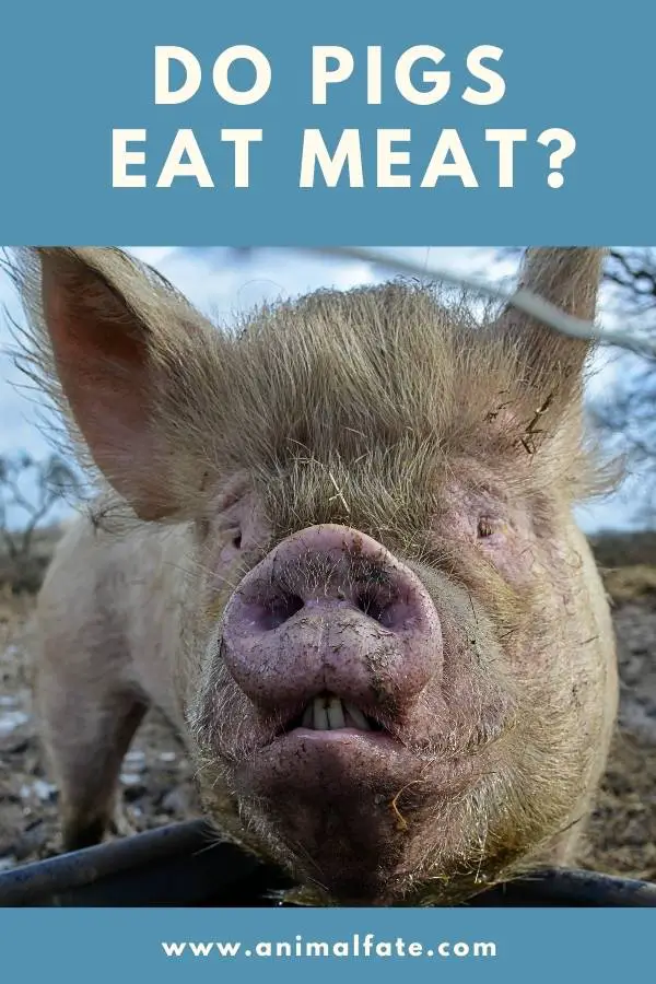 do pigs eat meat