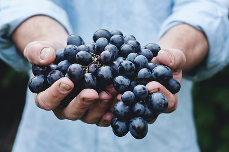 grapes for pigs