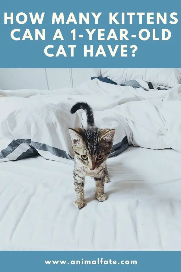 How Many Kittens Can a 1-Year-Old Cat Have? (Is Age Problem?) - AnimalFate