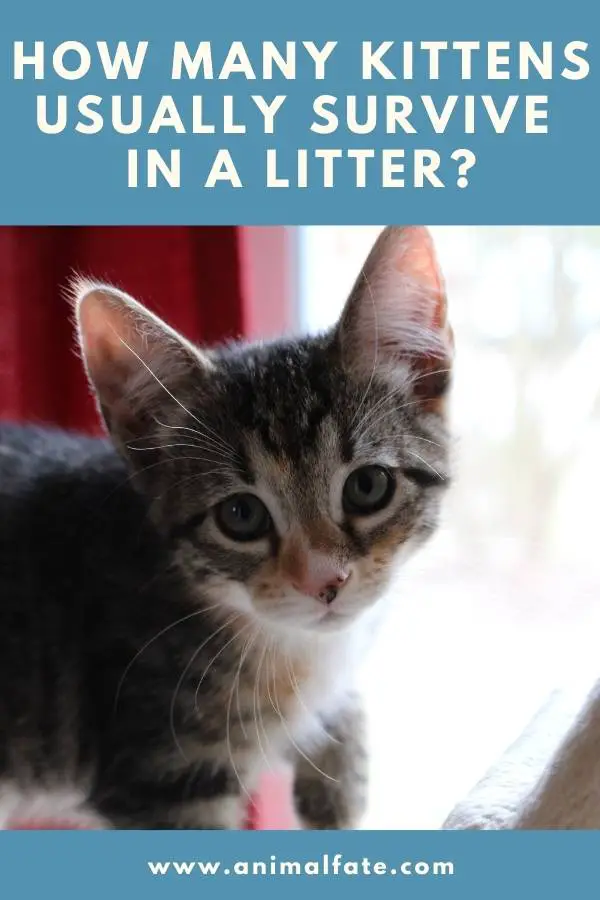 how many kittens usually survive in a litter