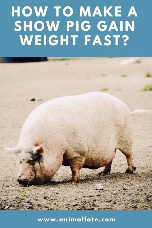 how to make a show pig gain weight fast