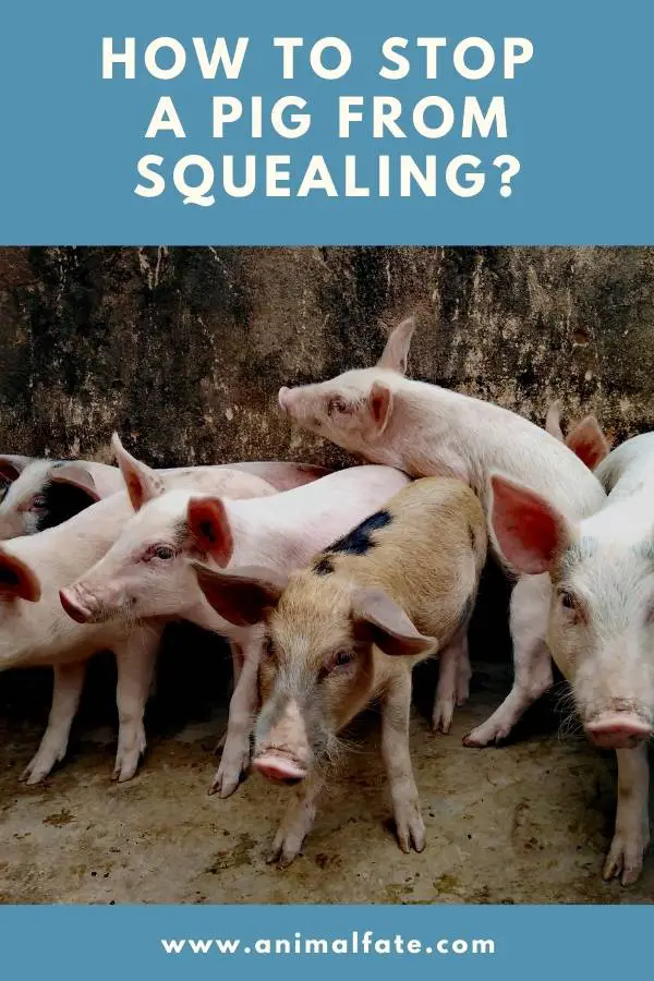 how to stop a pig from squealing