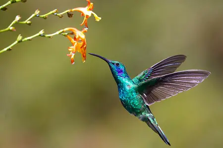 hummingbird as prey