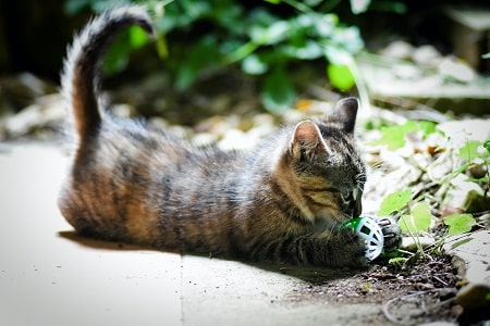 kitten playing with ball