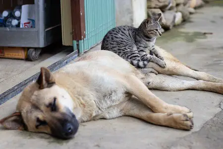 love between cat and dog