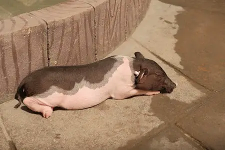 pig belly